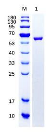 SDS-PAGE (CTNNB1-36H).jpg